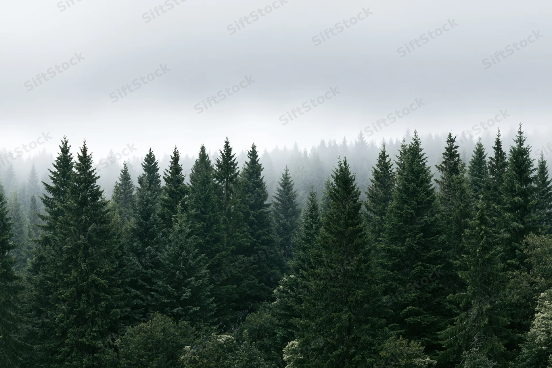 Dense conifer forest canopy with misty sky and rows of tall spruce trees