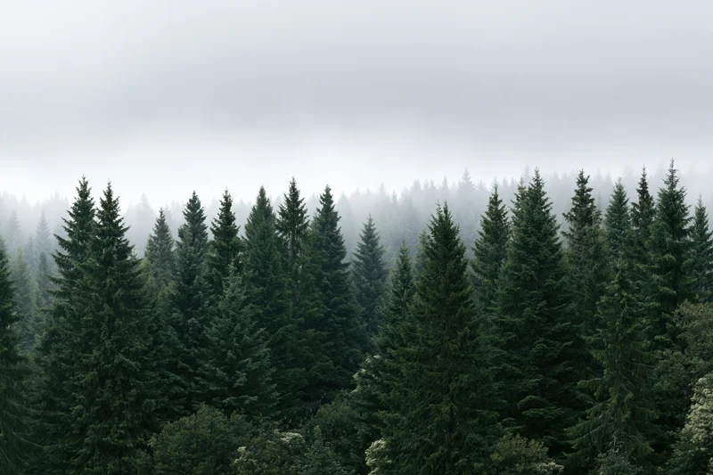 Dense conifer forest canopy with misty sky and rows of tall spruce trees