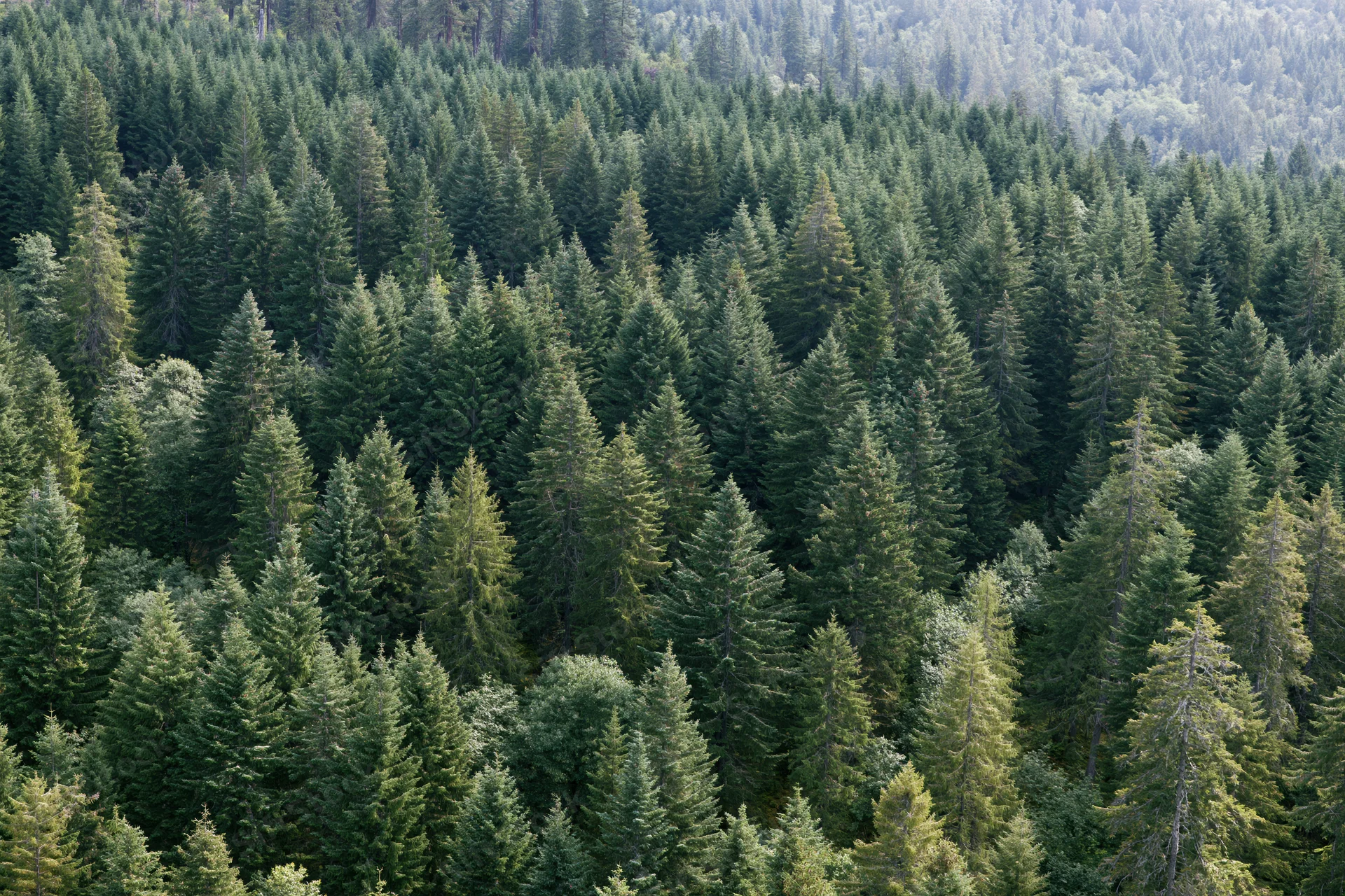 Aerial view of dense conifer forest canopy from above