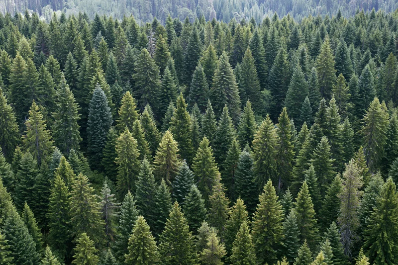 Aerial view of dense conifer forest canopy with treetops stretching across the landscape