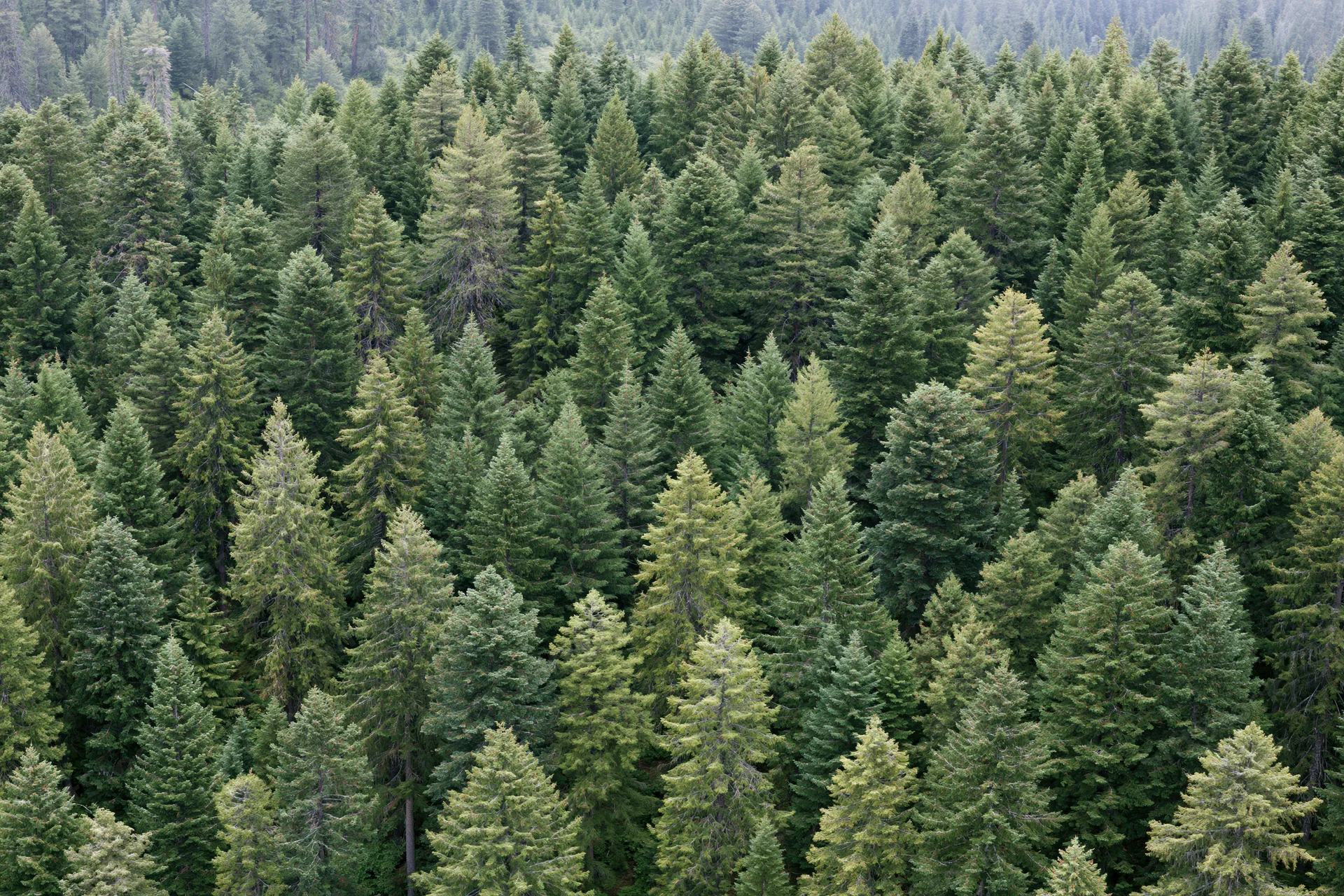 Aerial view of dense conifer forest canopy with numerous spruce and pine trees