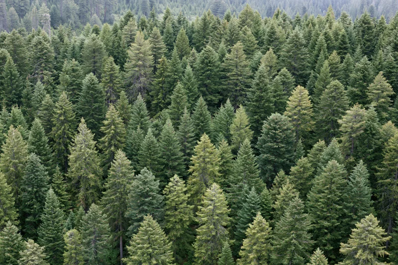 Aerial view of dense conifer forest canopy with numerous spruce and pine trees