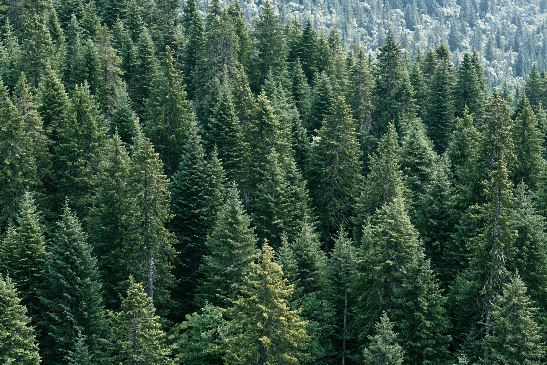 Aerial view of dense conifer forest canopy covering mountain slopes