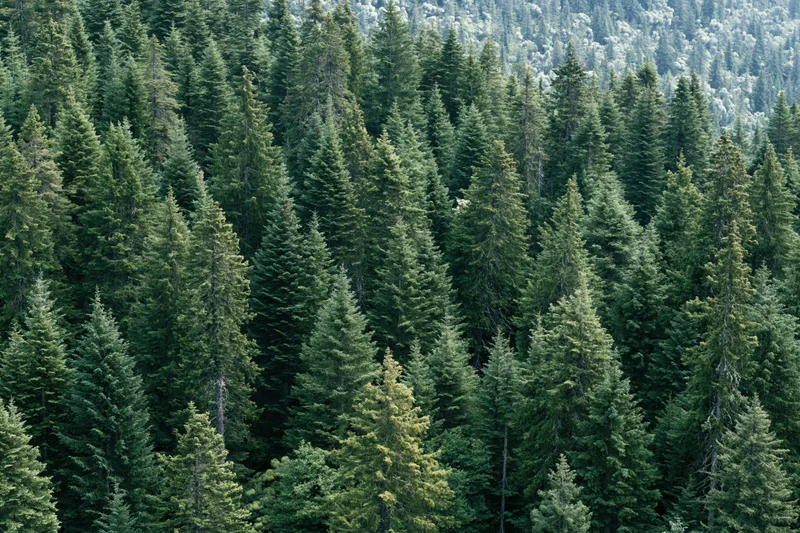 Aerial view of dense conifer forest canopy covering mountain slopes