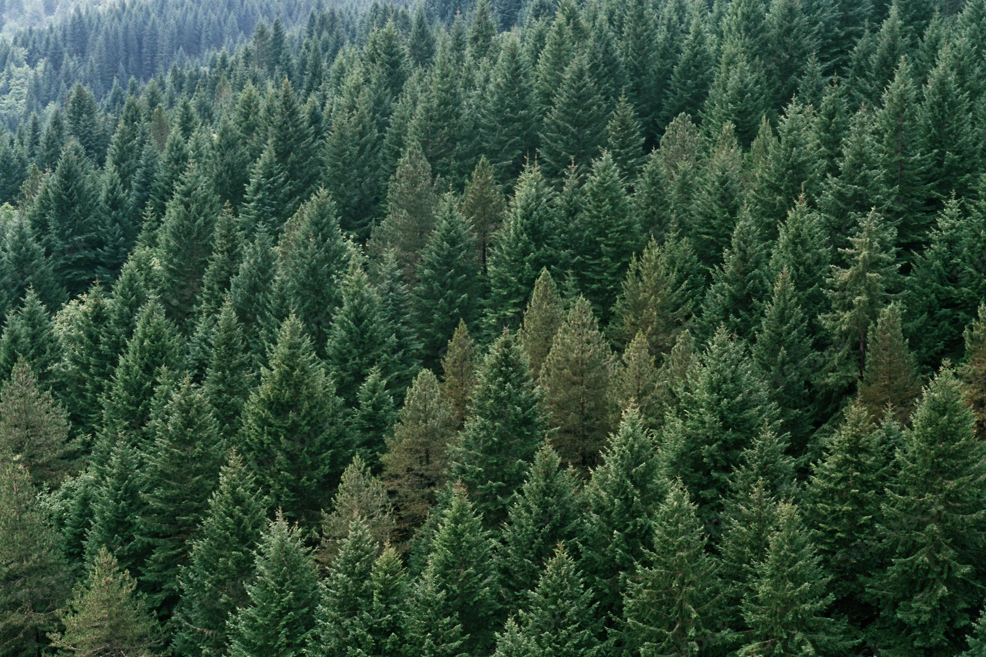Aerial view of dense conifer forest canopy with rows of pointed treetops