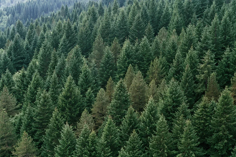 Aerial view of dense conifer forest canopy with rows of pointed treetops