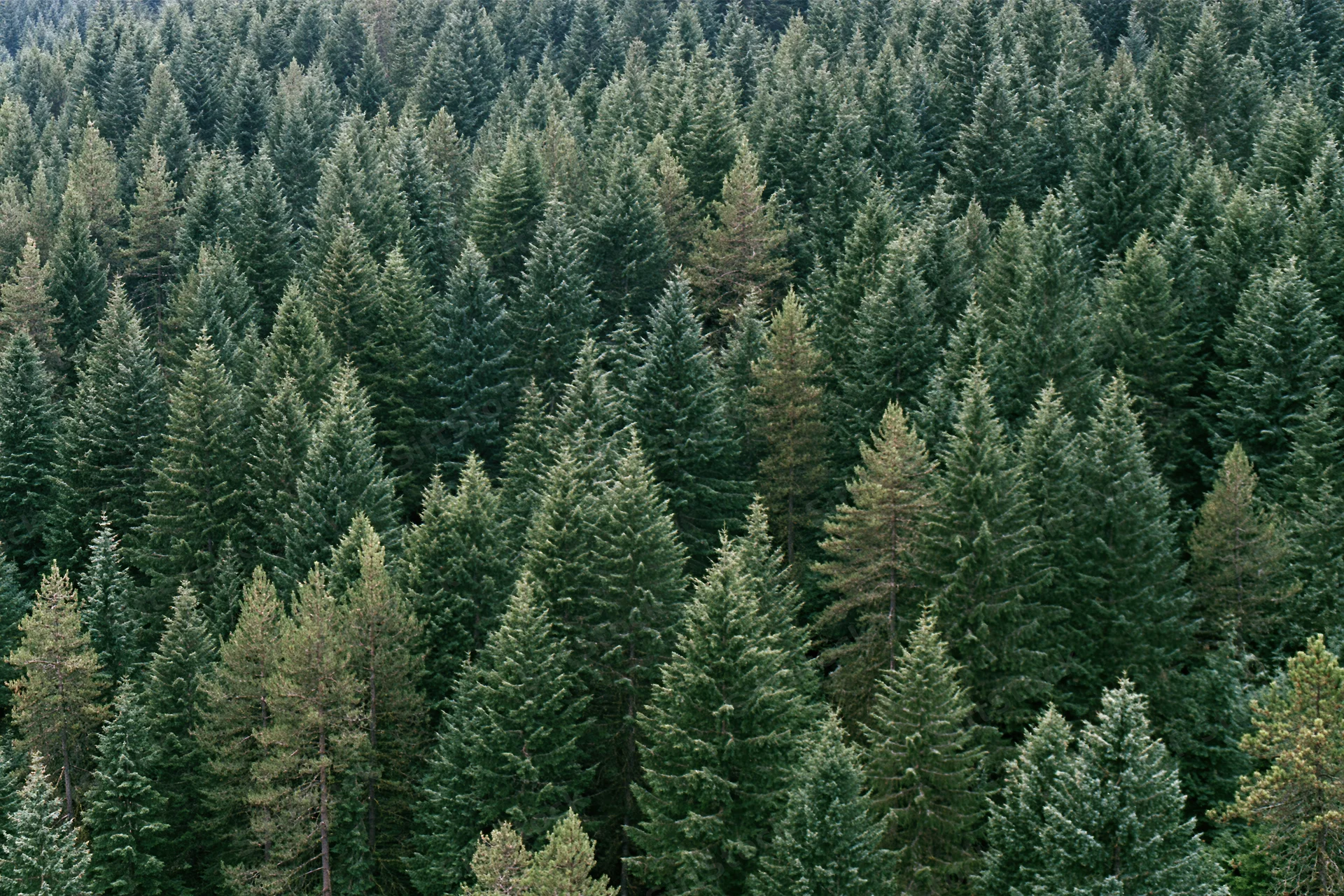 Aerial view of dense conifer forest canopy with pointed treetops