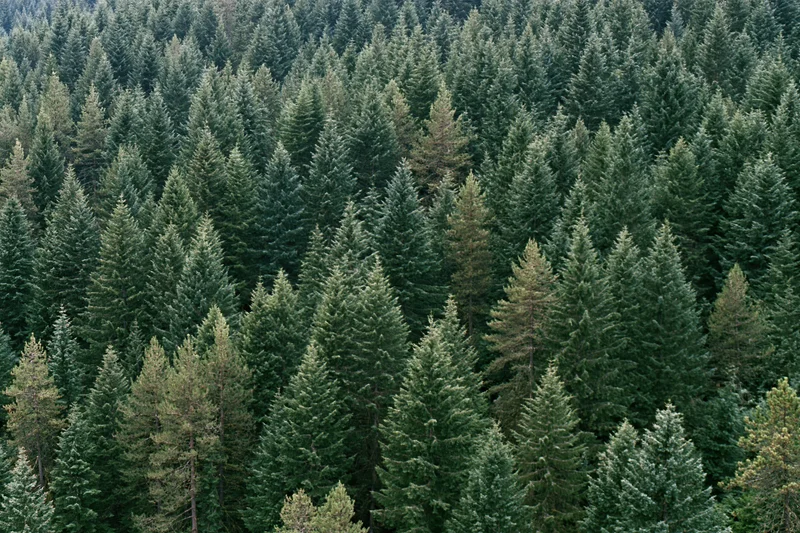 Aerial view of dense conifer forest canopy with pointed treetops