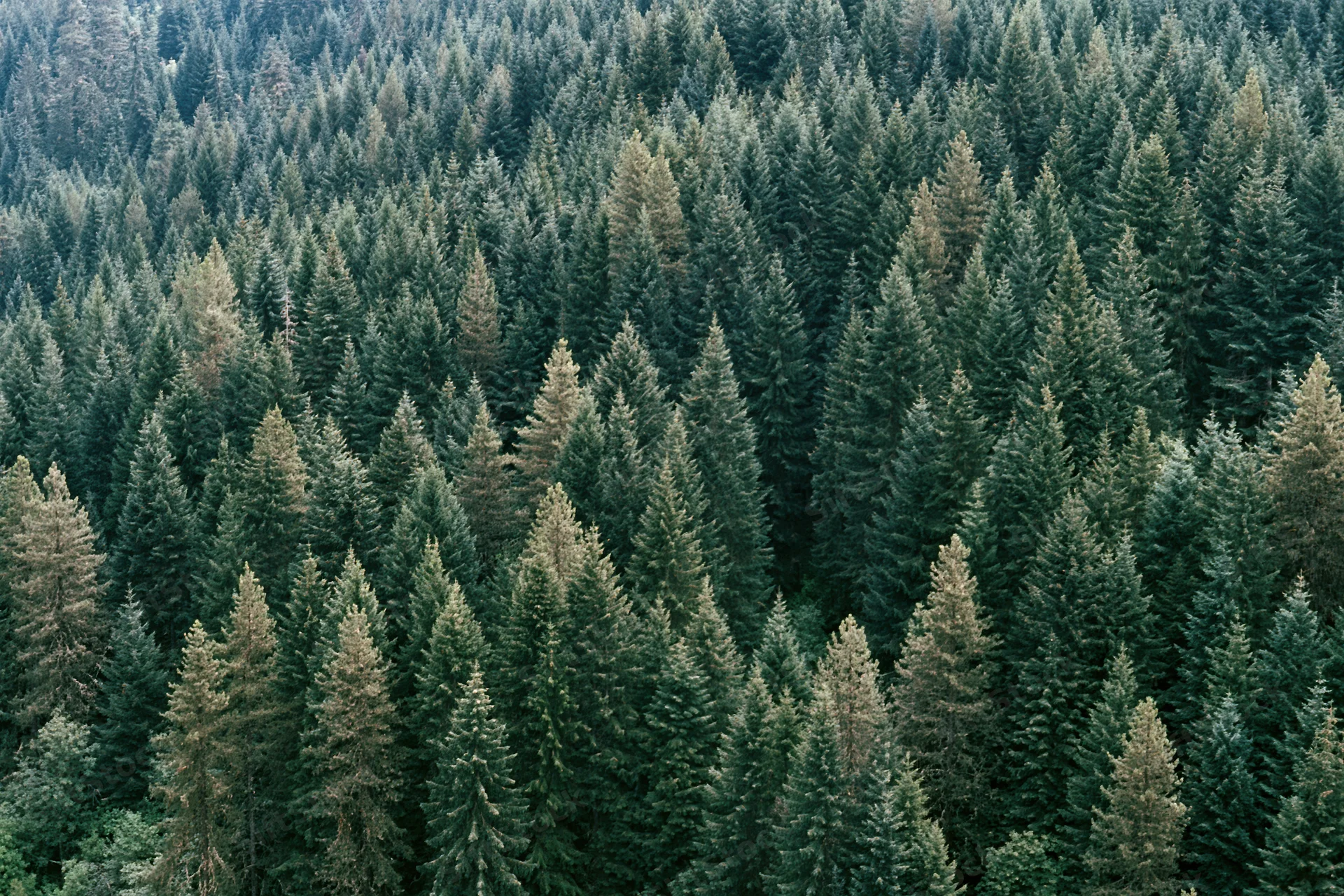 Aerial view of dense conifer forest canopy with rows of pointed treetops