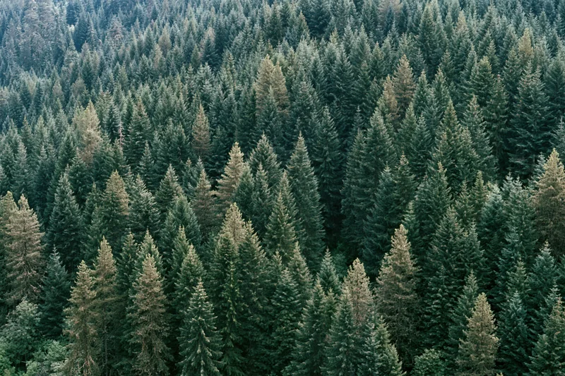 Aerial view of dense conifer forest canopy with rows of pointed treetops