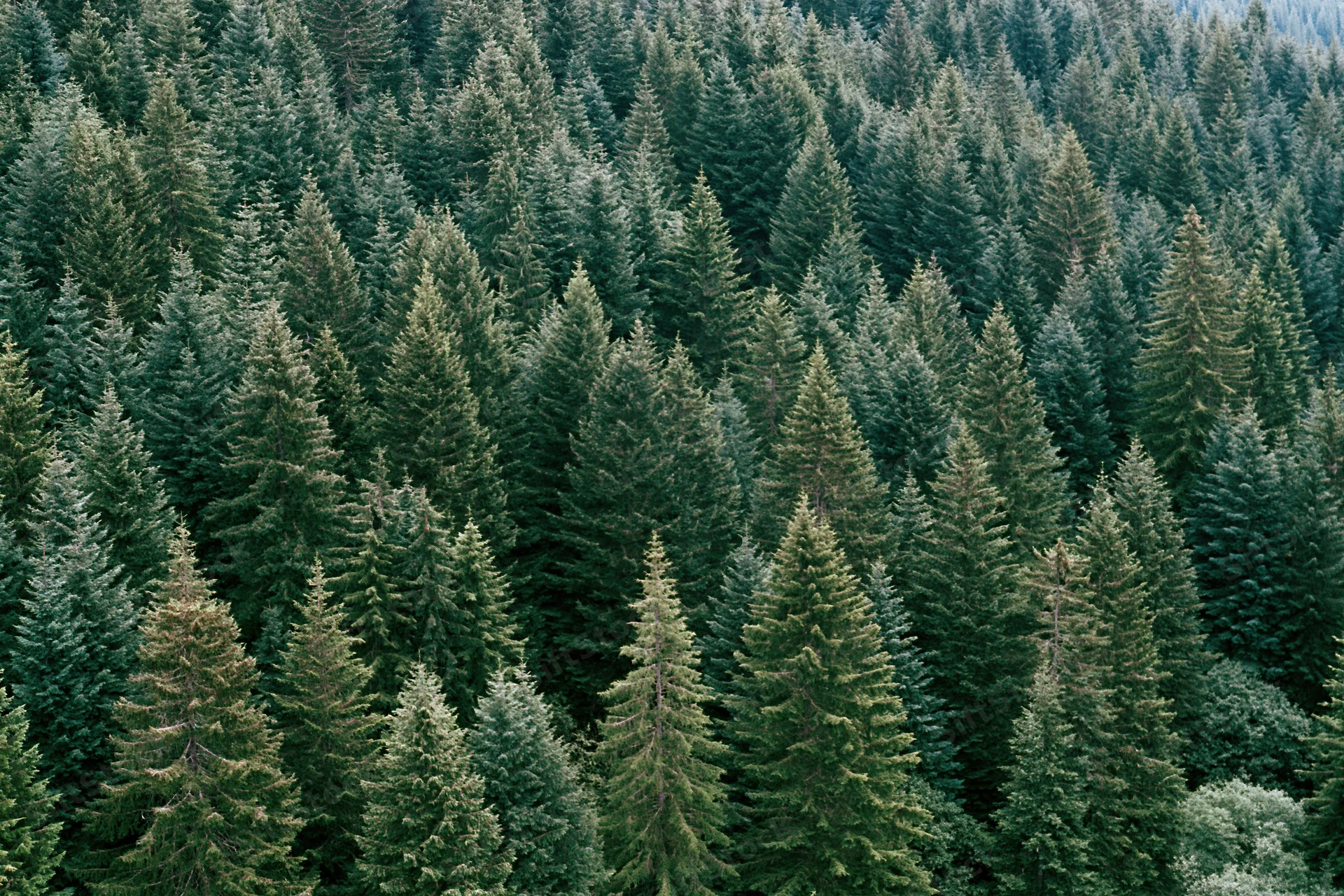 Aerial view of dense conifer forest canopy with pointed treetops covering the landscape