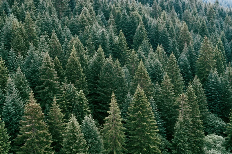 Aerial view of dense conifer forest canopy with pointed treetops covering the landscape