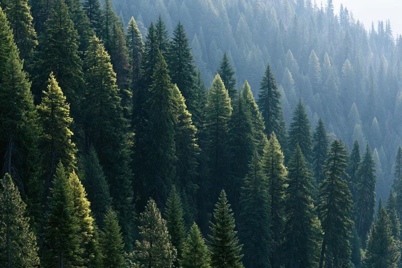 Dense conifer forest covering a mountain hillside with tall fir trees in morning light