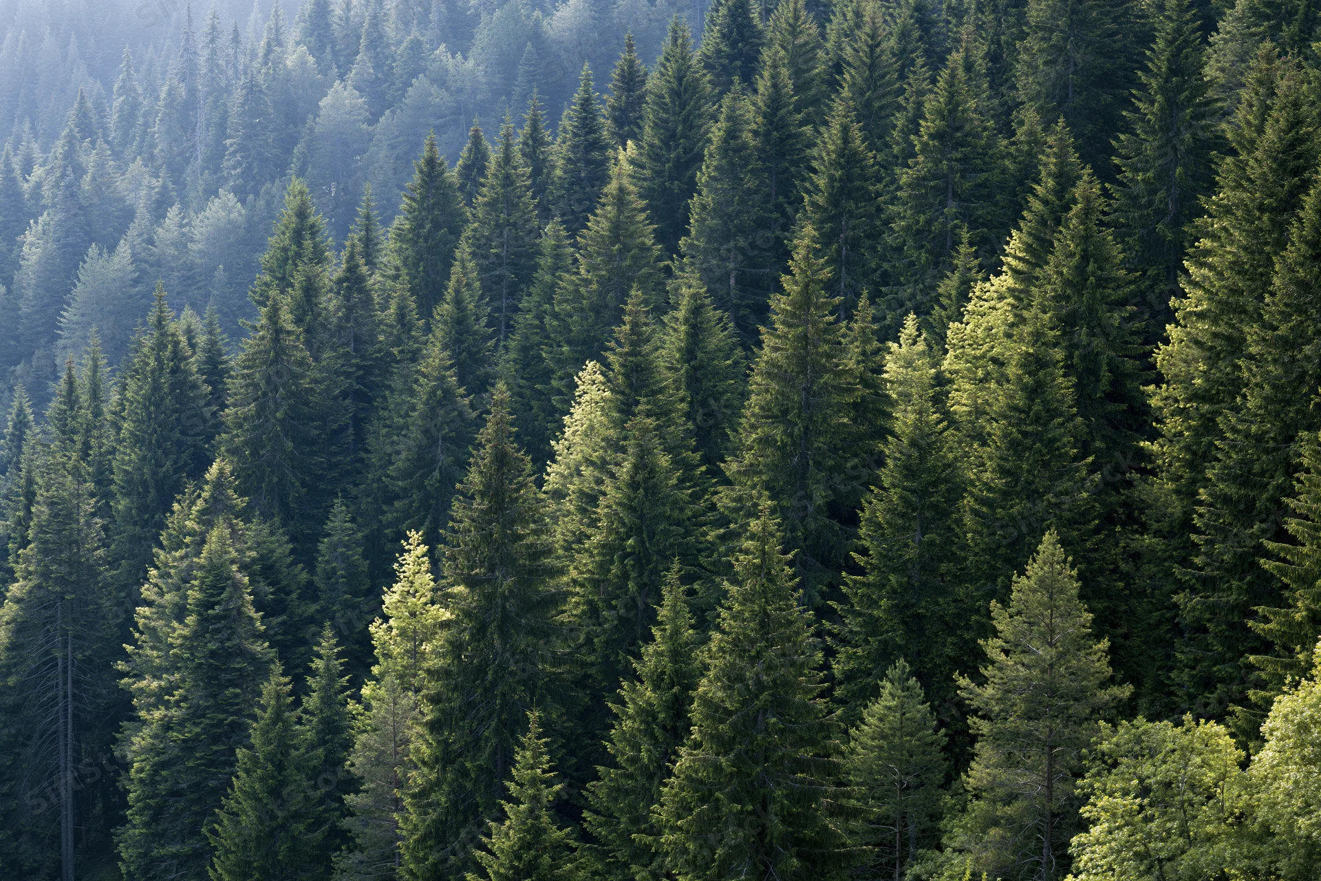 Dense conifer forest covering a mountain hillside with tall fir trees in natural light