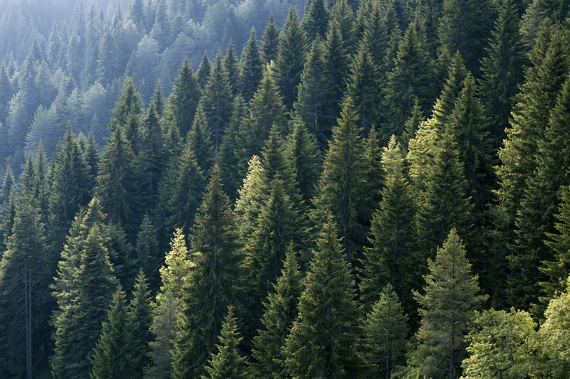 Dense conifer forest covering a mountain hillside with tall fir trees in natural light