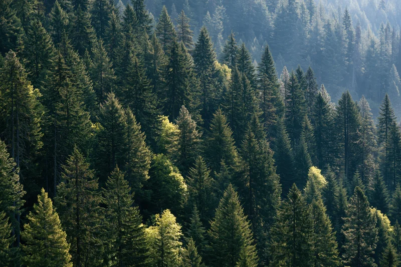 Dense conifer forest covering a mountain hillside with tall trees and misty atmosphere