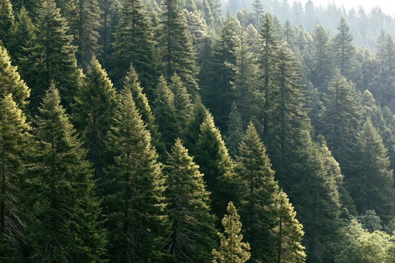 Dense conifer forest covering a mountain hillside with tall fir trees