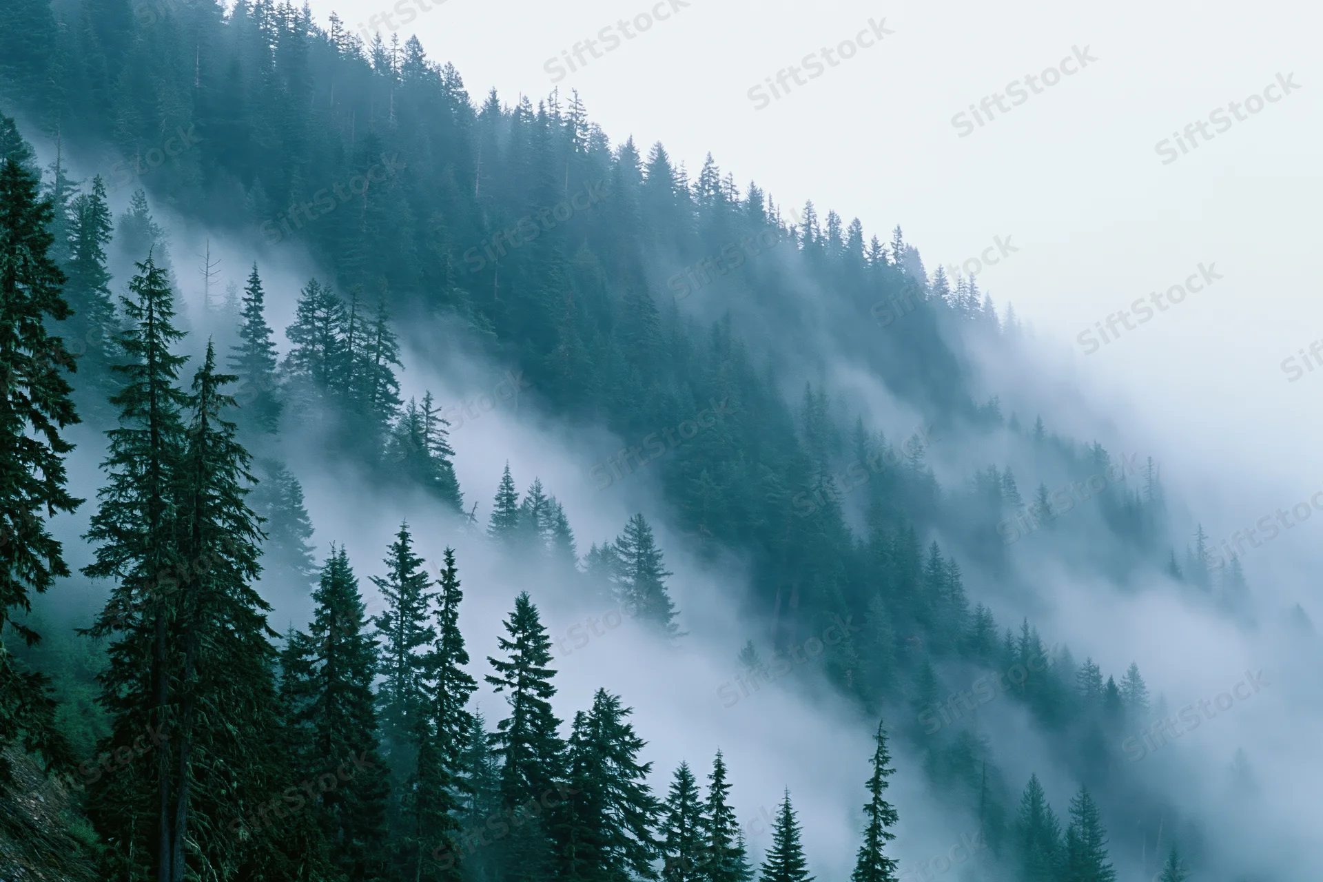 Dense conifer forest covering a mountain hillside with thick fog swirling through the trees