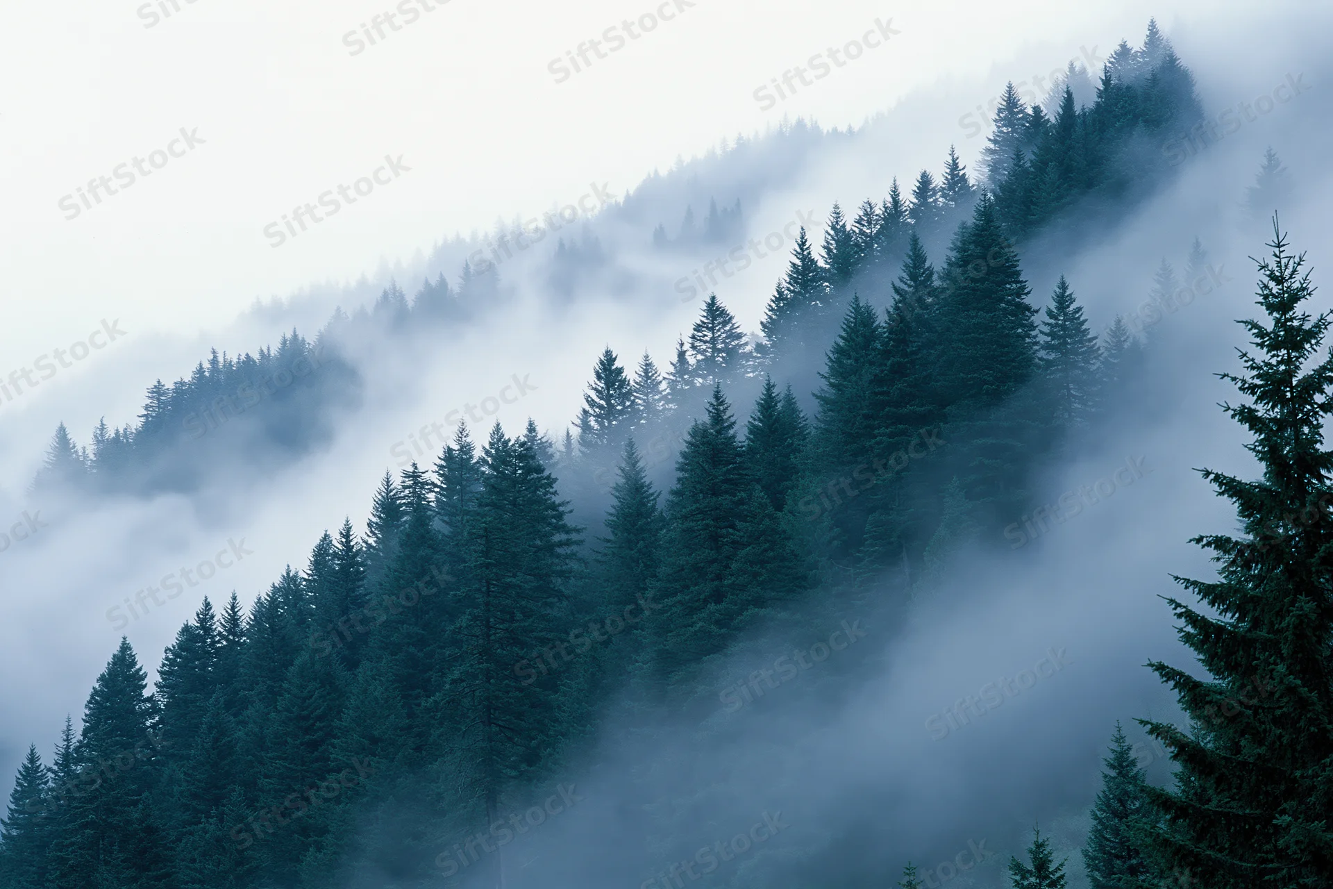 Dense conifer forest on a mountain hillside enveloped in fog
