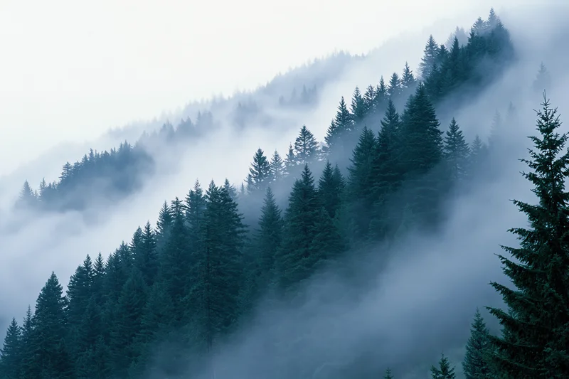 Dense conifer forest on a mountain hillside enveloped in fog