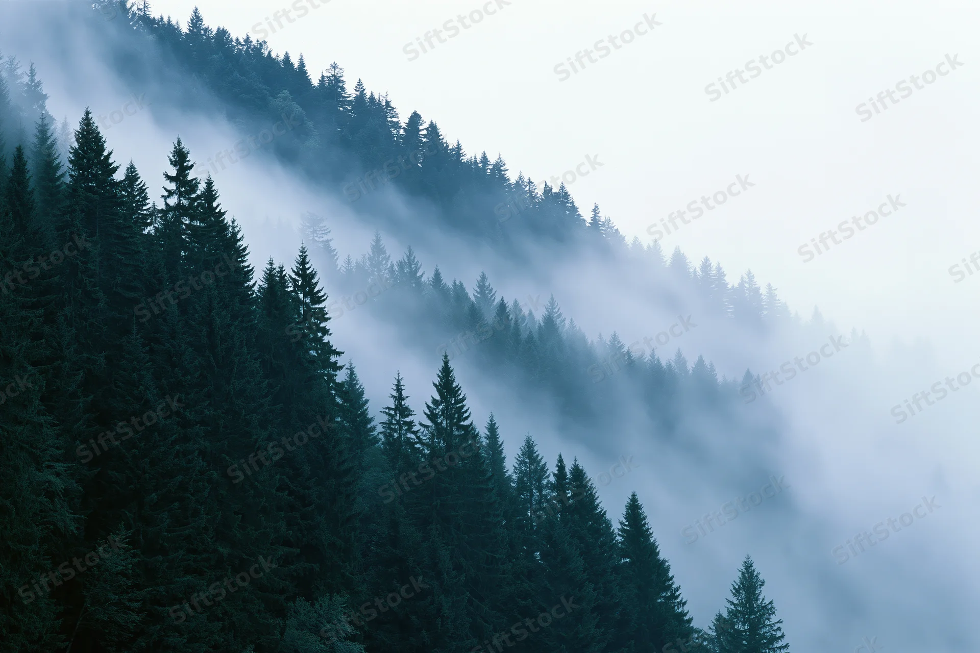 Dense conifer forest on a mountain hillside enveloped in fog