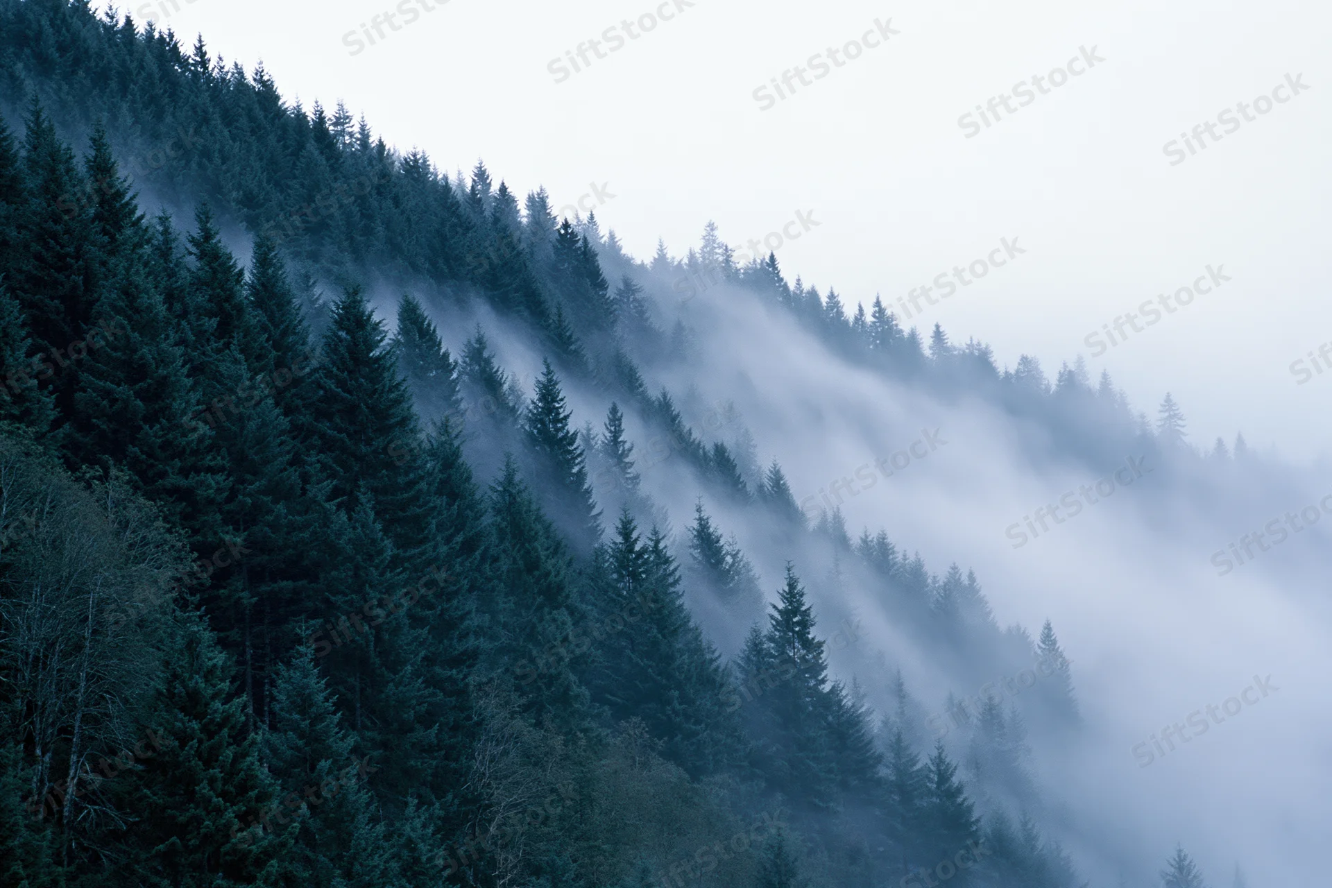 Dense conifer forest covering a mountain hillside with thick fog swirling through the trees