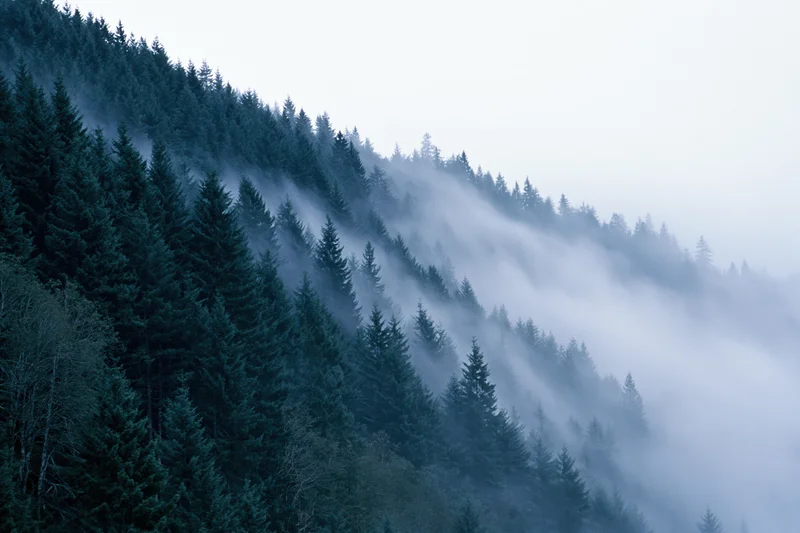 Dense conifer forest covering a mountain hillside with thick fog swirling through the trees