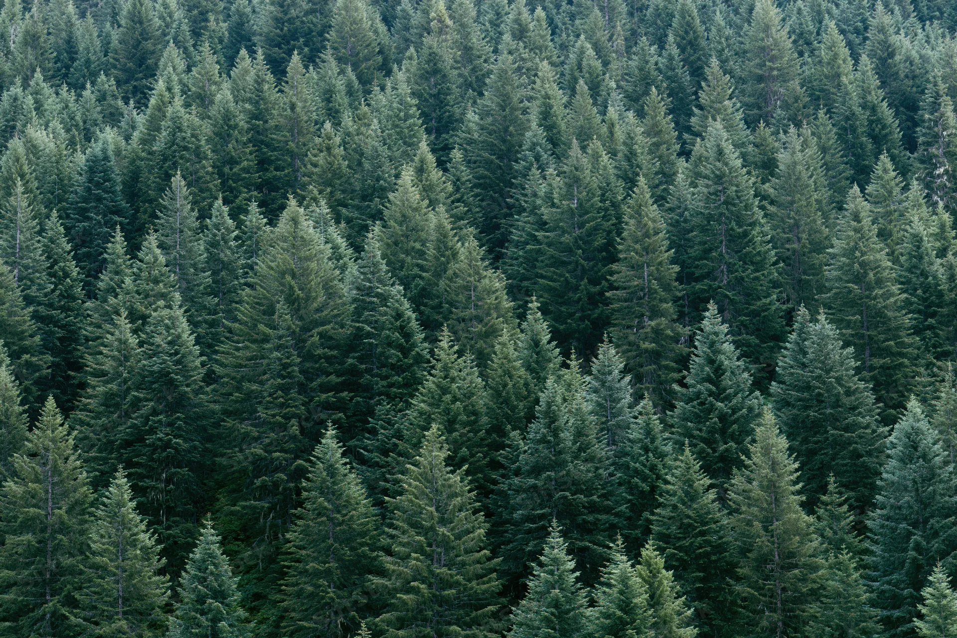 Dense conifer forest covering a mountain slope with tall evergreen trees forming a continuous green canopy
