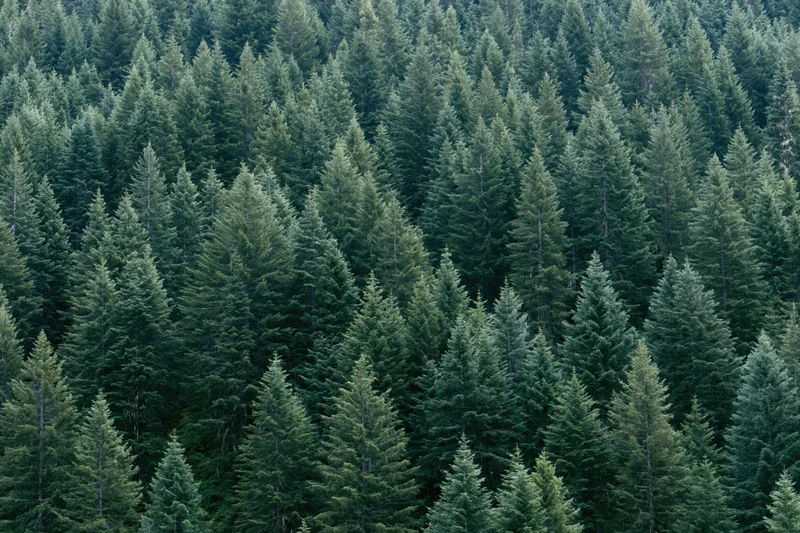 Dense conifer forest covering a mountain slope with tall evergreen trees forming a continuous green canopy