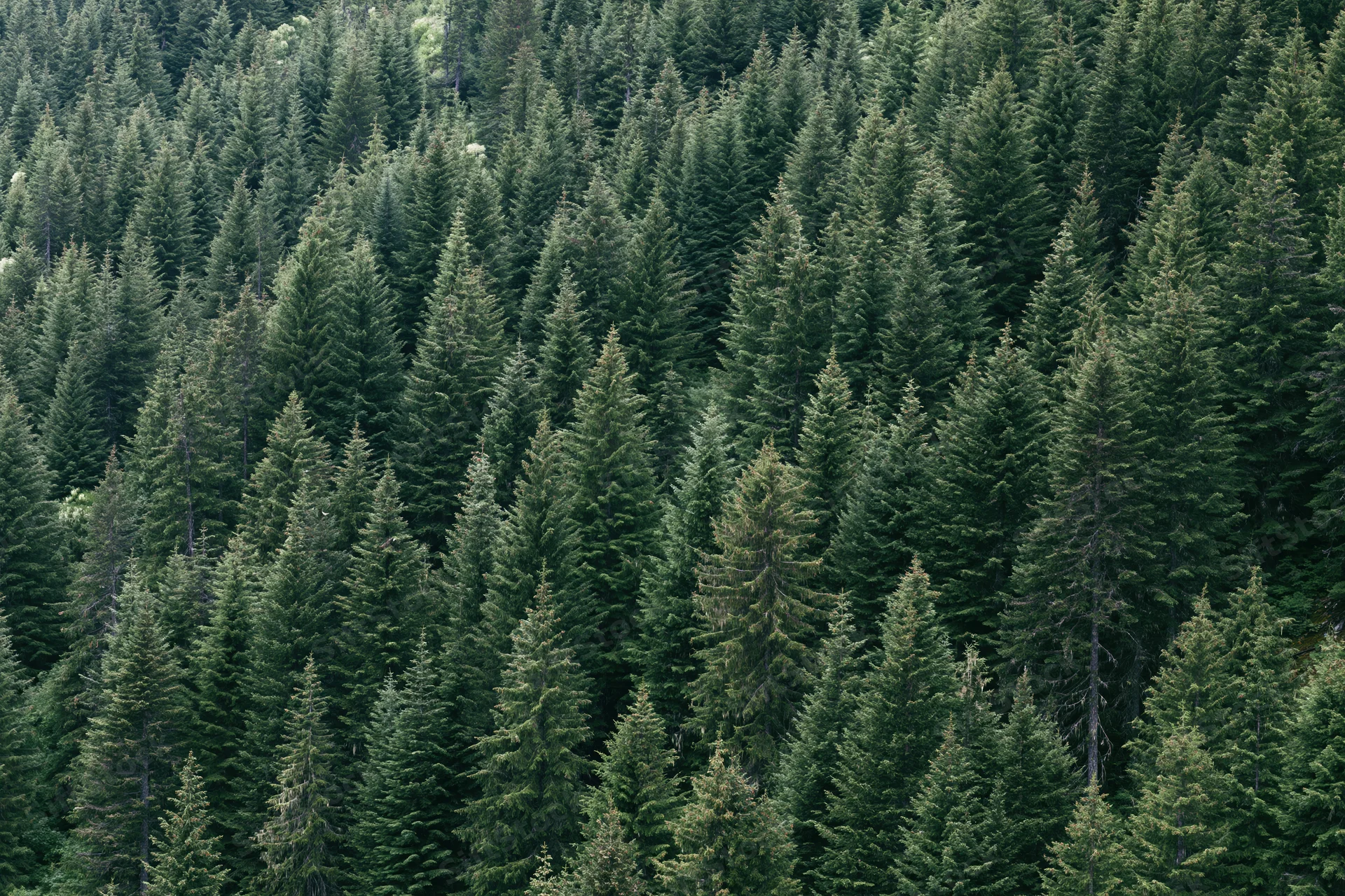 Dense conifer forest covering a mountain slope with treetops forming a continuous green canopy
