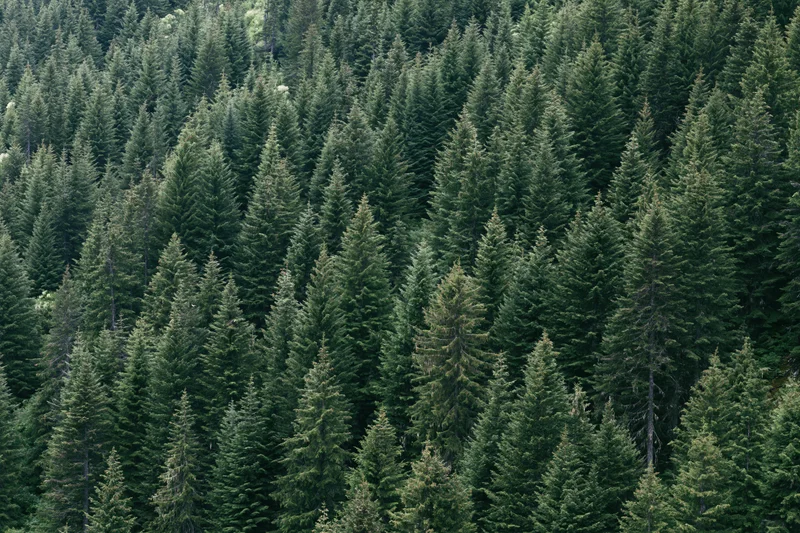 Dense conifer forest covering a mountain slope with treetops forming a continuous green canopy