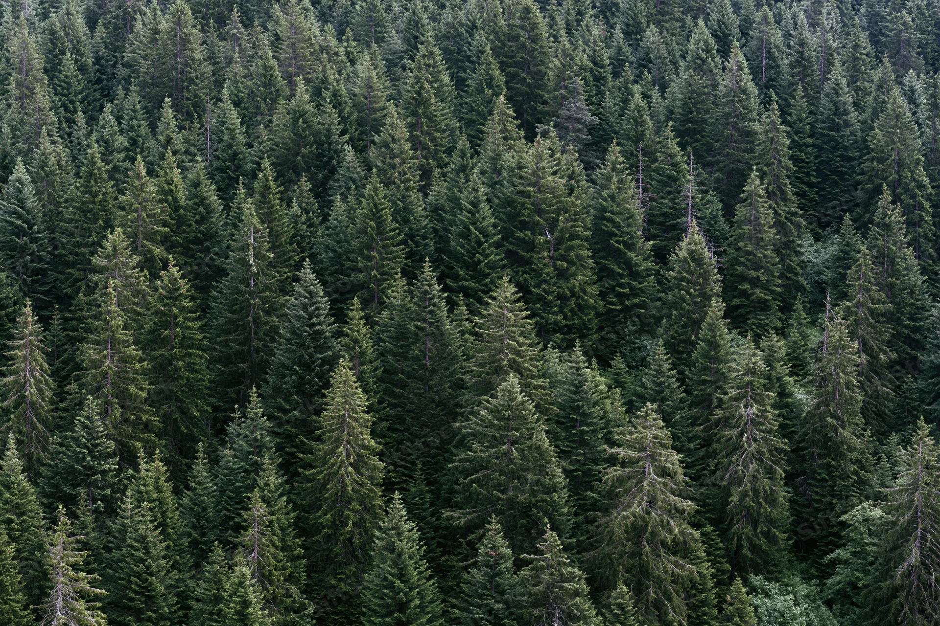 Dense conifer forest covering a mountain slope viewed from above