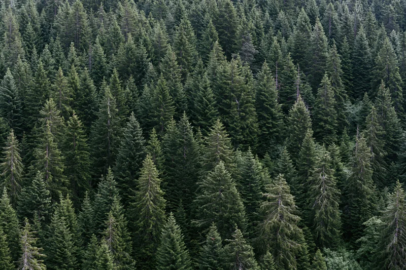 Dense conifer forest covering a mountain slope viewed from above