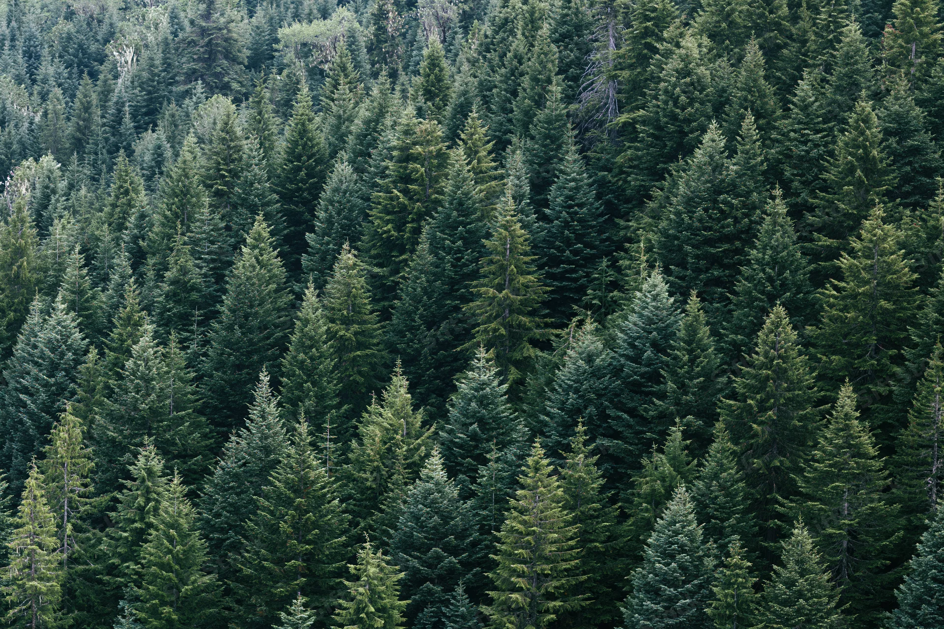 Dense conifer forest covering a mountain slope viewed from above