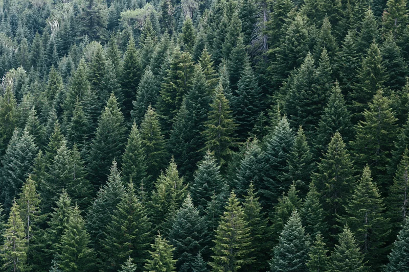 Dense conifer forest covering a mountain slope viewed from above
