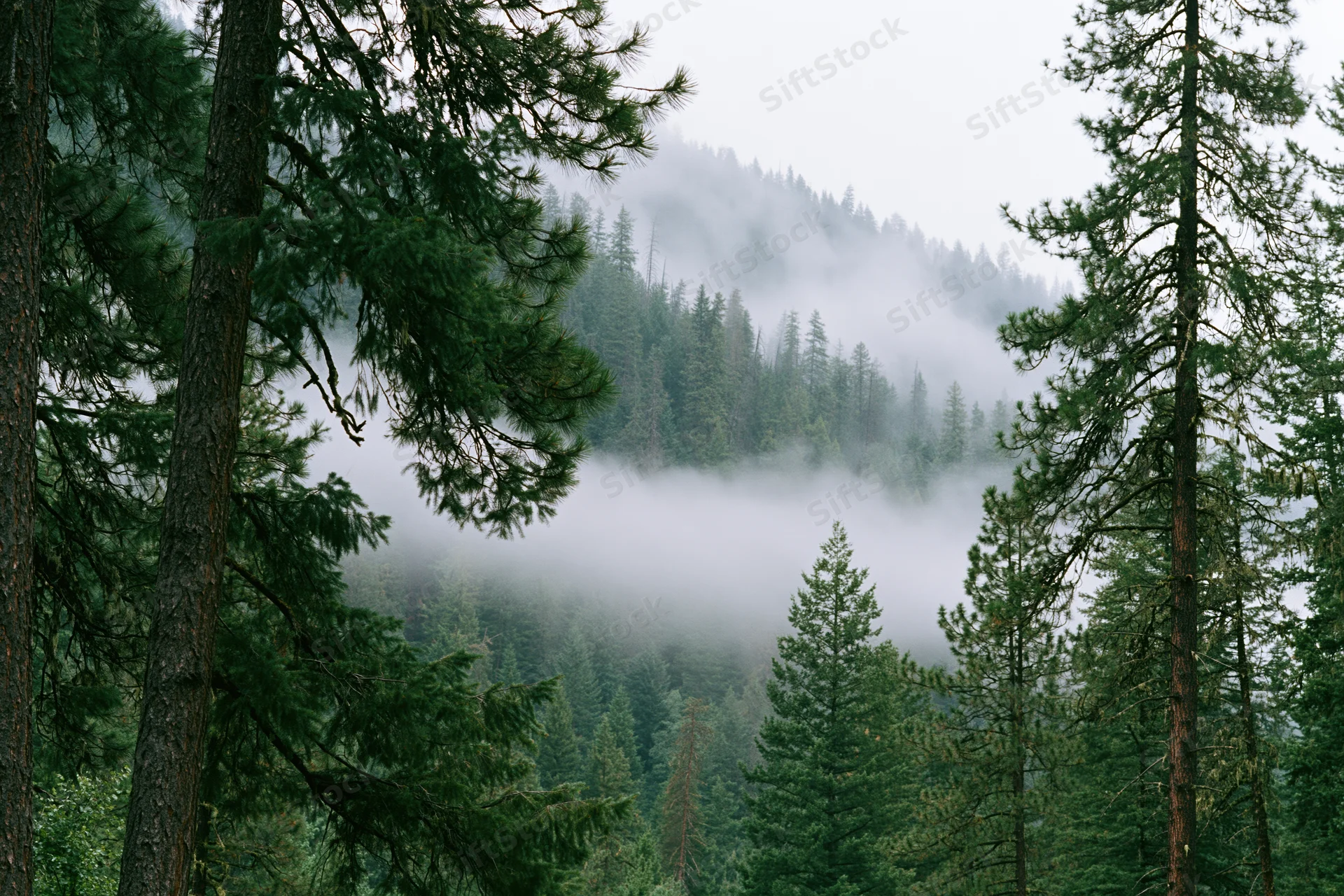 Dense conifer forest on a mountain slope with low fog drifting through the trees