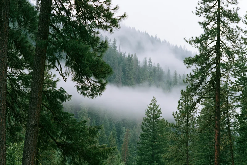 Dense conifer forest on a mountain slope with low fog drifting through the trees
