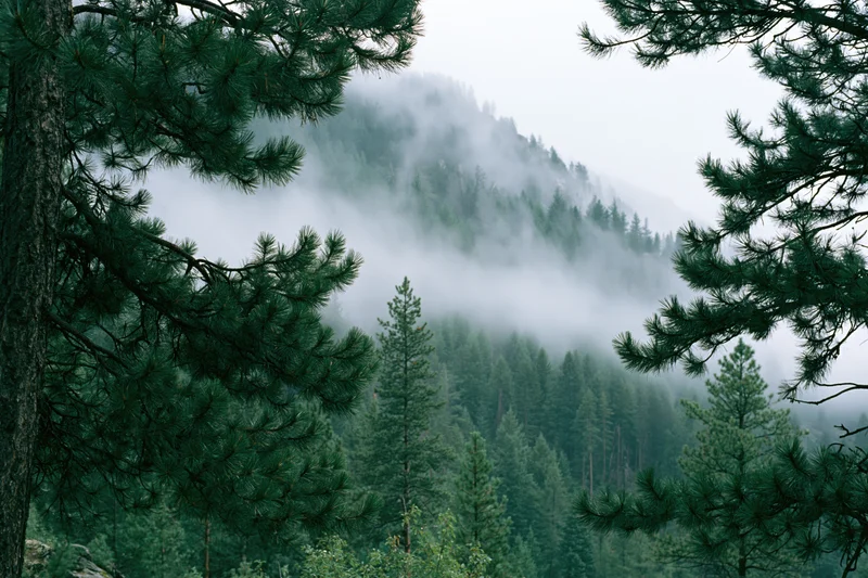 Dense conifer forest on a mountain slope enveloped in low fog