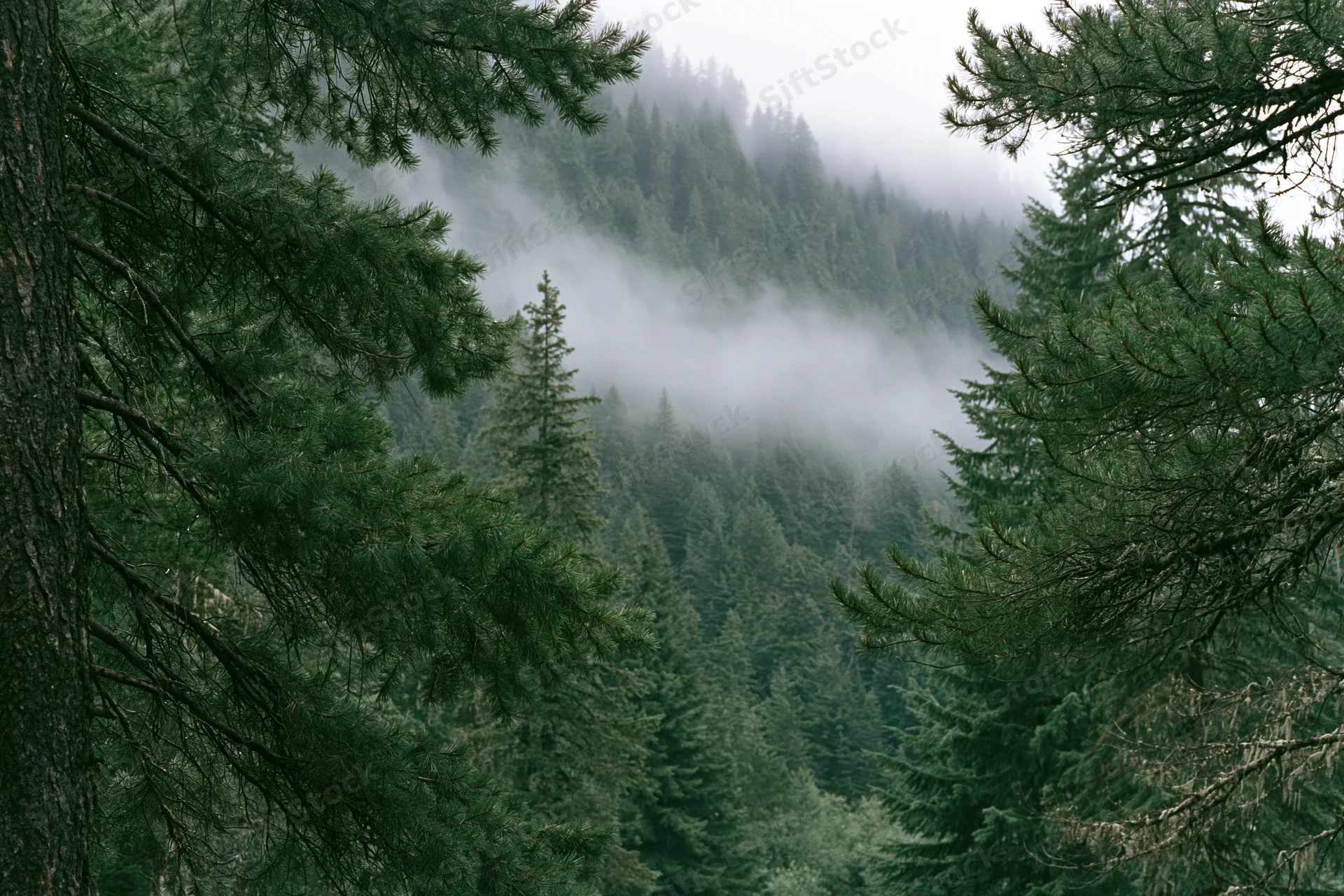 Dense conifer forest on a mountain slope with low fog drifting through the trees