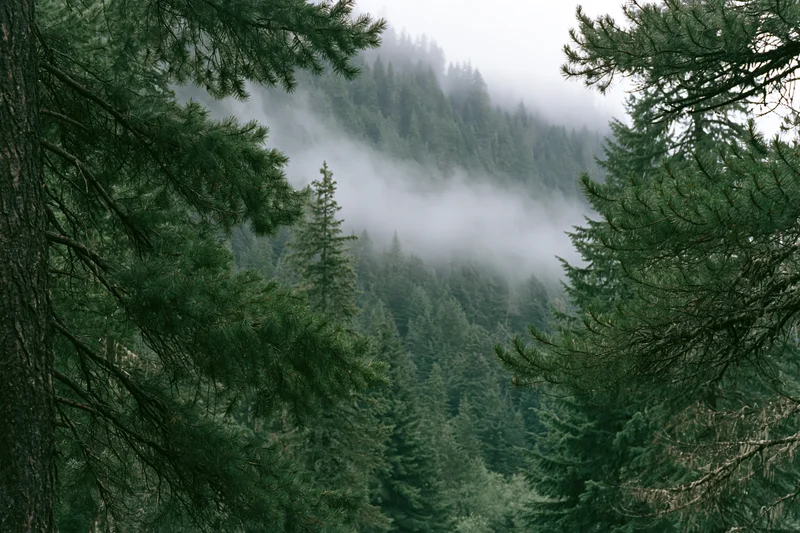 Dense conifer forest on a mountain slope with low fog drifting through the trees