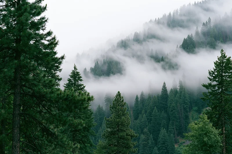 Dense conifer forest covering a steep mountain slope with low fog