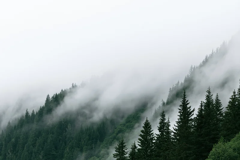Fog drifting over a dense conifer forest on a mountain slope