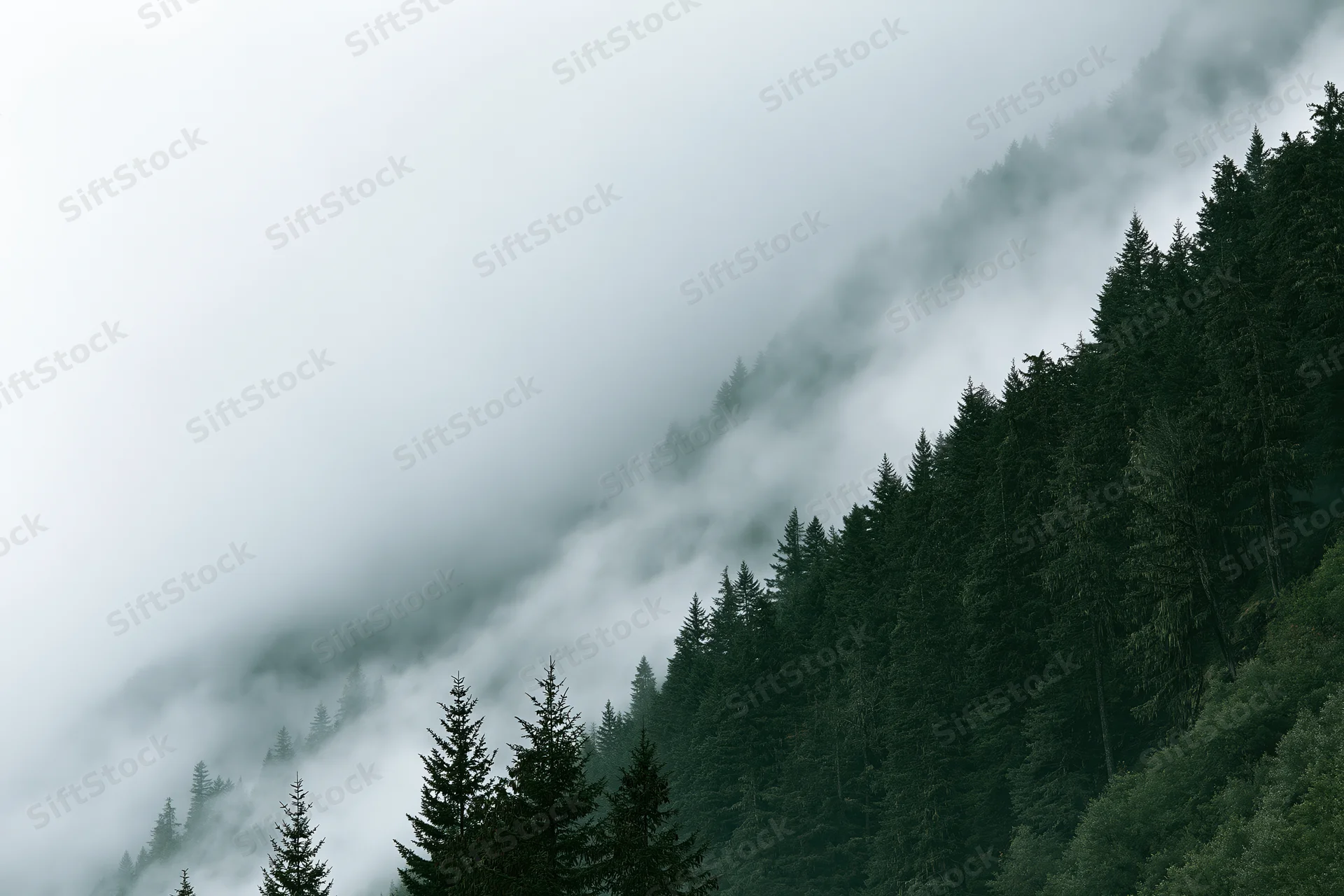 Dense conifer forest covering a steep mountain slope partially shrouded in fog