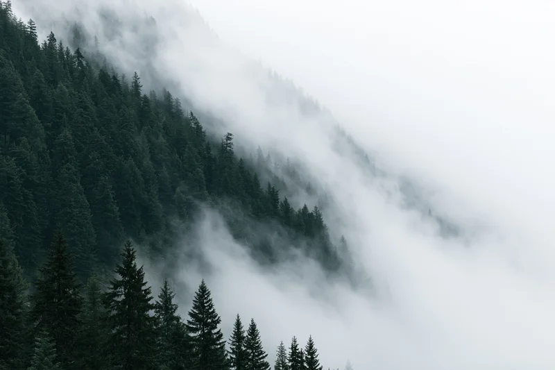 Dense conifer forest covering a steep mountain slope partially shrouded in fog