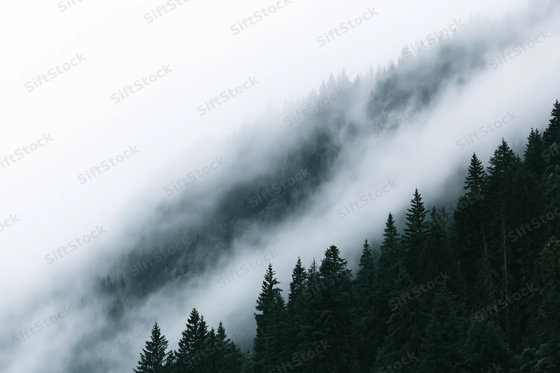 Fog drifting over a dense conifer forest on a steep mountain slope