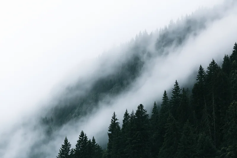 Fog drifting over a dense conifer forest on a steep mountain slope