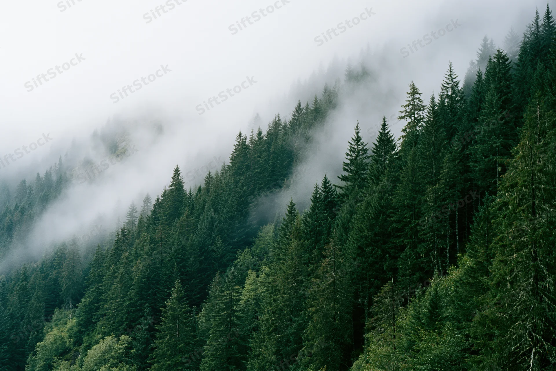 Dense conifer forest covering a steep mountain slope with fog drifting through the treetops