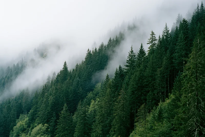 Dense conifer forest covering a steep mountain slope with fog drifting through the treetops