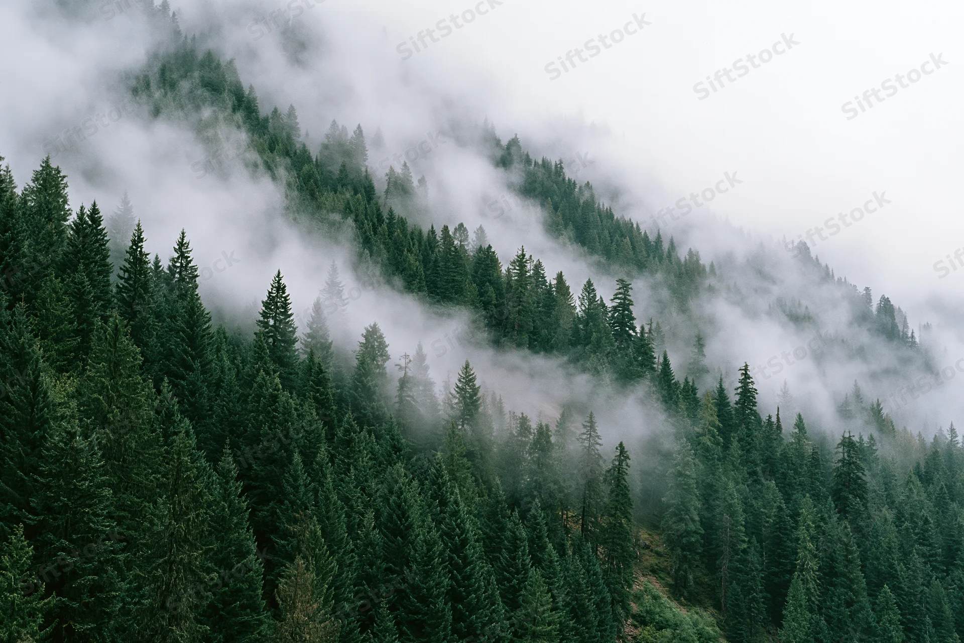 Dense conifer forest covering a steep mountain slope with fog drifting through the trees