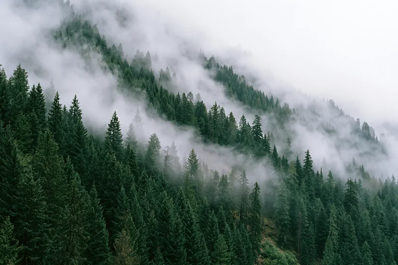 Dense conifer forest covering a steep mountain slope with fog drifting through the trees